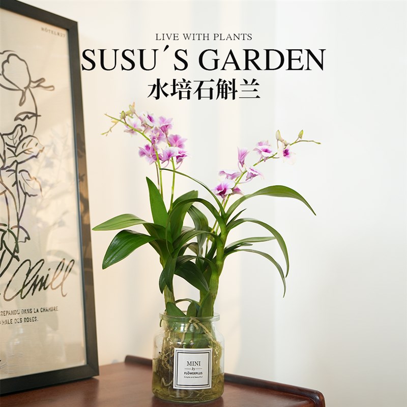 石斛兰盆栽带f花水培香水绿植室内专用盆无土泼墨兰花玄关茶空间
