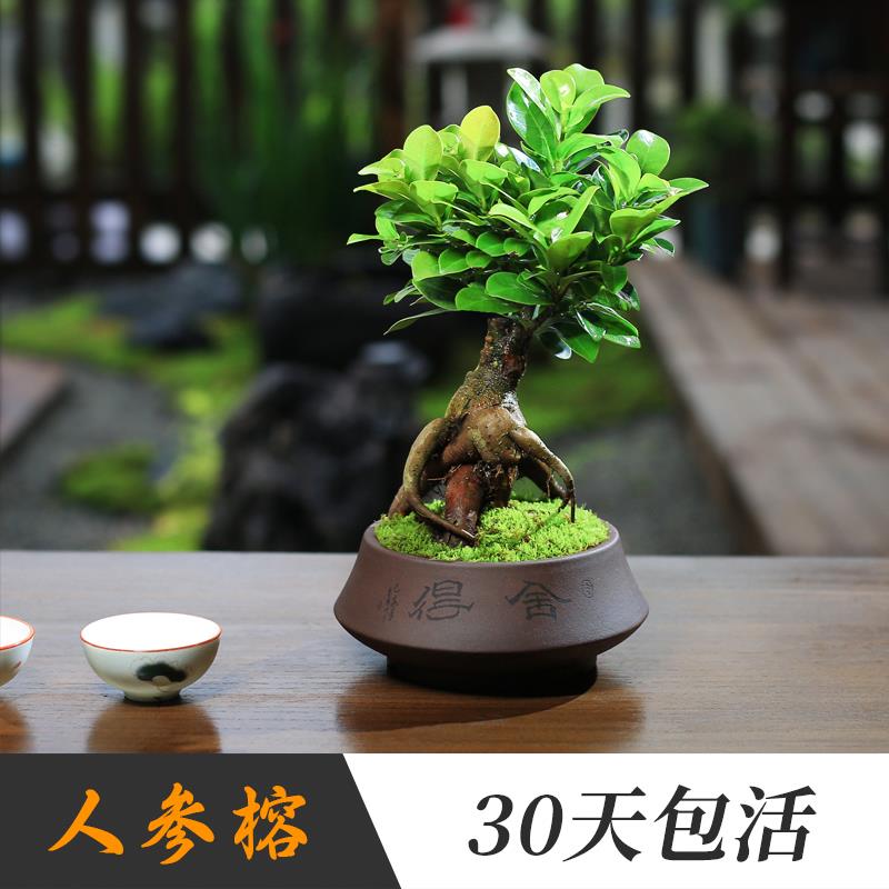 小叶榕树室内常青盆栽绿植人参榕造型树桩盆景桌面好养Z观叶小植
