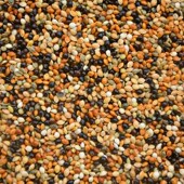 虎皮牡丹玄凤中小型鹦鹉鸟食饲料五色黍子鹦鹉混合营养粮谷子 包邮