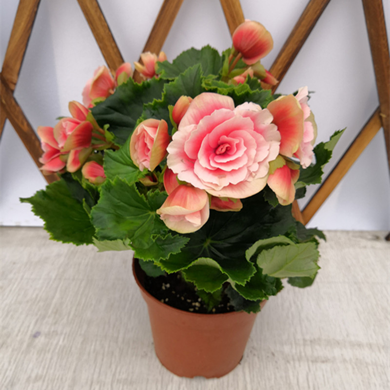 四季海棠盆栽花卉植物客厅四季秋海棠玻璃翠海棠花苗带花发货园艺