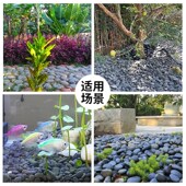 50斤鹅卵石庭院铺地铺路鱼缸花园造景天然雨花石原石大小鹅软石头