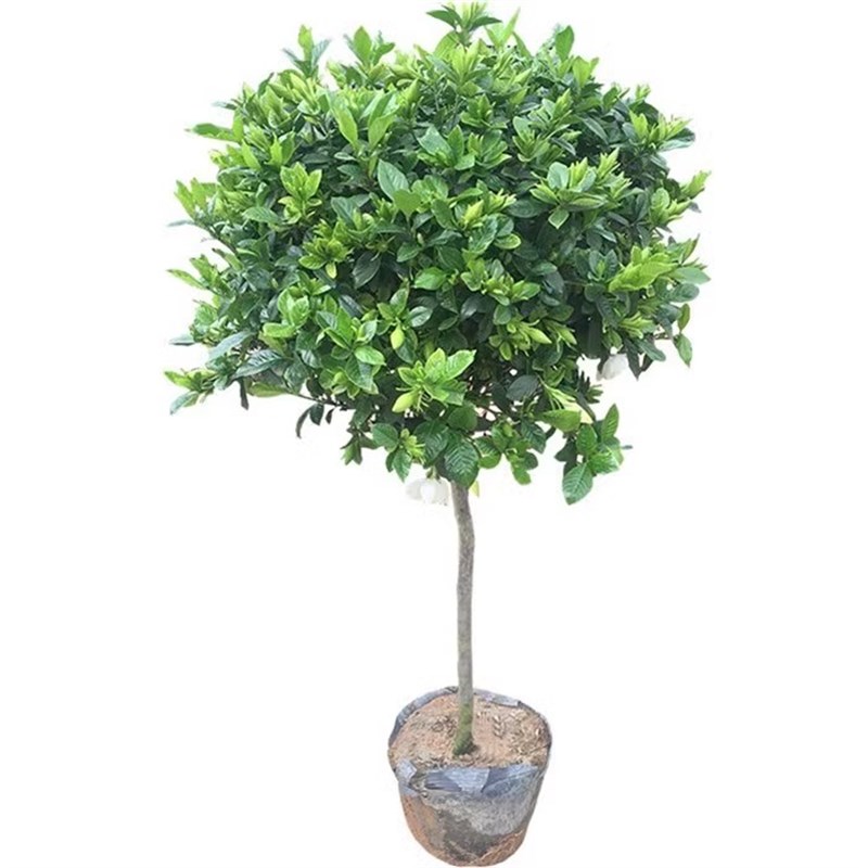 独杆栀子花苗绿植大叶牡丹栀子花盆栽浓香型客厅阳台庭院四季开花