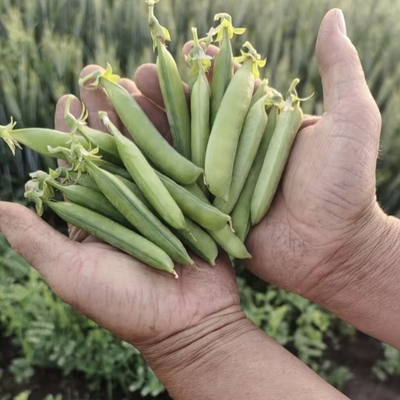 新鲜豌豆甜豆当季蔬菜青豌豆带壳现摘现发露天种植河南土豌豆面甜