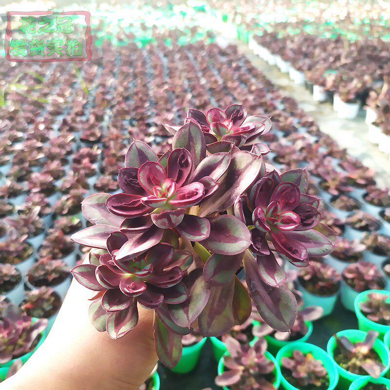 龙骨红司多肉植物群生多头办公室花卉h组合盆栽云南多肉老桩群生