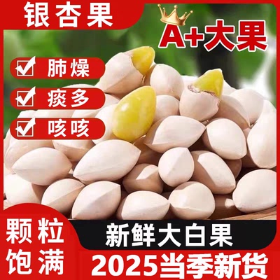 【商超同款】新鲜特级白果银杏果