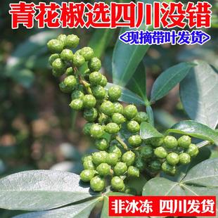 四川特产新鲜青花椒重庆江津九叶青藤椒食用特麻汉源绿老麻椒带叶