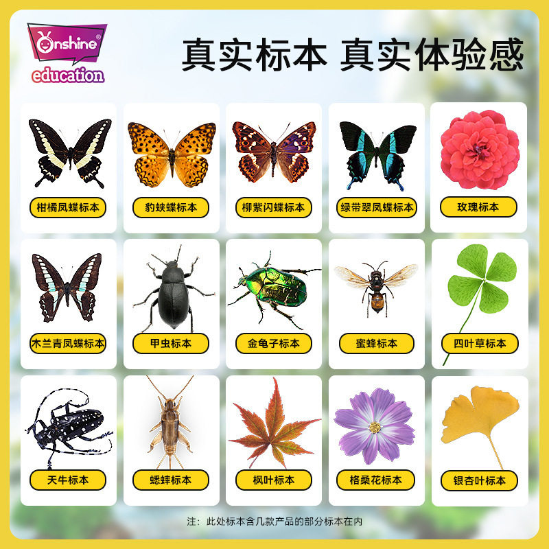 现货速发昆虫标本真虫真实动物虫子树脂琥珀儿童手工制作材料包