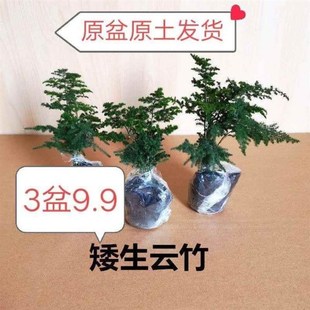 速发【云竹好.元矮生云竹文竹盆山盆景办公室桌面小盆栽假养绿植