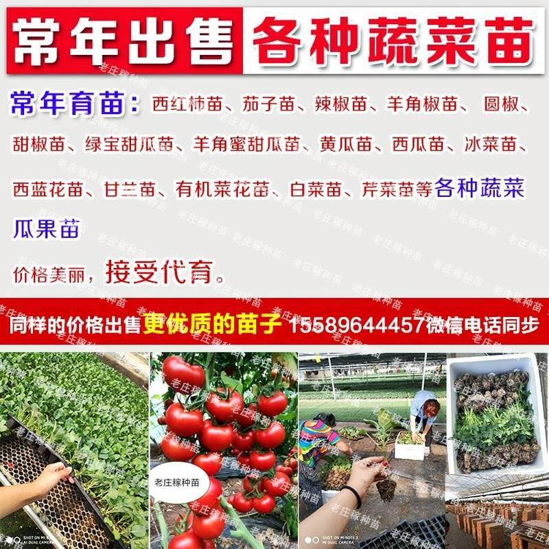速发实用喷枪授粉神器蔬菜点花器西红柿葡萄器大棚喷花点花器西瓜
