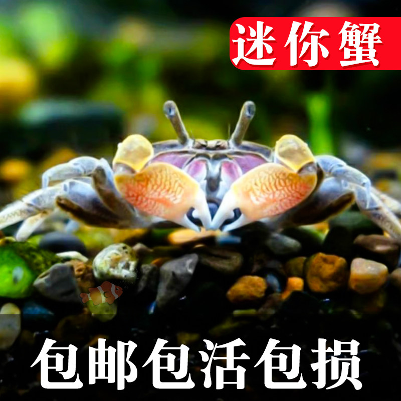 速发迷你蟹辣椒蟹鱼缸观赏蟹淡水草缸可深水养殖小螃蟹除藻蟹