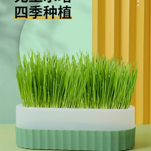 速发猫草盆栽水培化毛球猫草籽粒猫已种好非咪荷懒人幼猫零食猫薄