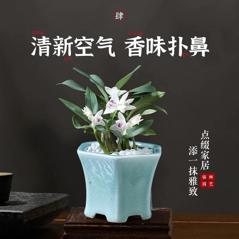 速发紫云石斛兰盆栽带花室内你迷桌植绿面花卉植物盆景四季好养活