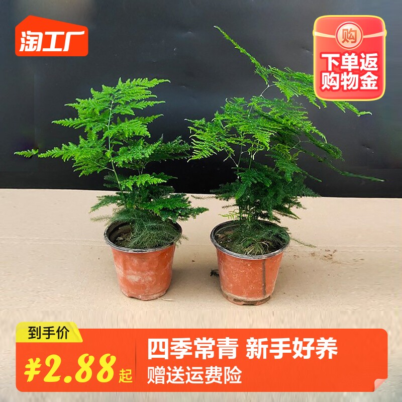 速发文竹带植盆栽盆景室内桌面耐阴四培常青新手好养绿盆水季土养