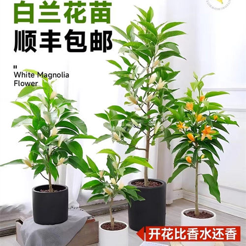 速发白兰花盆栽带花苞玉庭花树黄蓝室兰内院浓香型花卉四季开花植