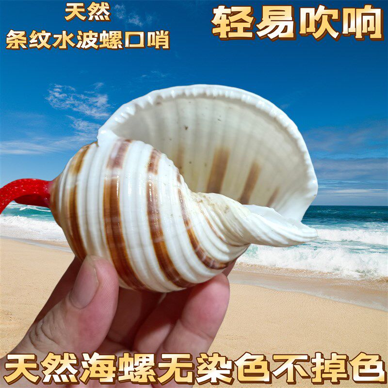 速发海螺口哨大海螺响螺号角海螺贝壳工艺品创意礼物儿童玩具