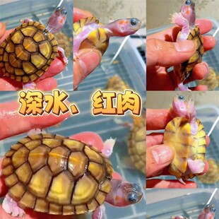 速发深吃龟水粪龟果冻龟变异龟红肉小乌龟龟龟七彩龟