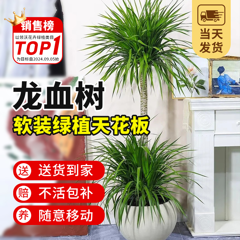速发龙血树室内办树室客厅旺头大盆栽绿植龙须公多宅盆栽四季常青