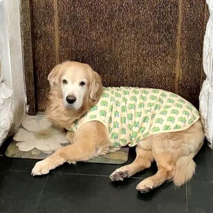 速发衣服大型犬户外防晒凉凉衣金掉薄摩耶夏天防毛毛萨款防虫背心