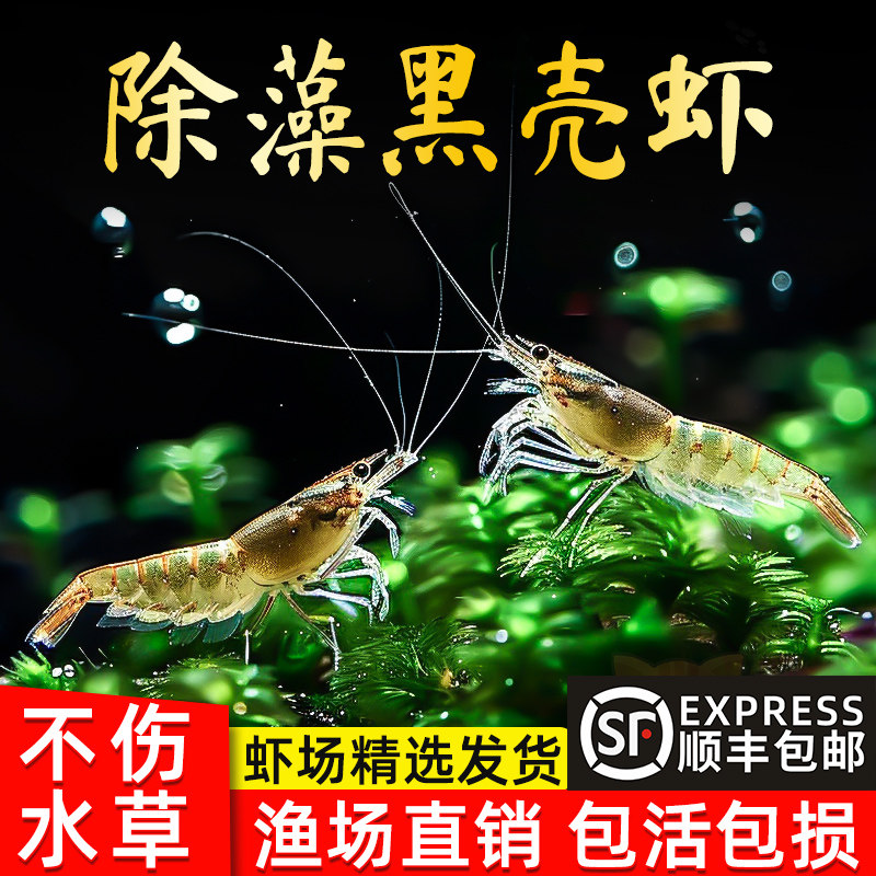 速发黑壳虾鱼缸工藻除具虾草缸虾理超大号观赏清鲜活冷水虾