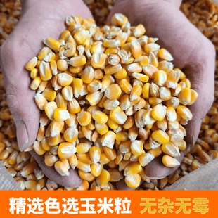 玉米粒养鸡鸽子信鸽饲料苞米喂鸡家禽原粮破碎钓鱼专用打窝鸡公园