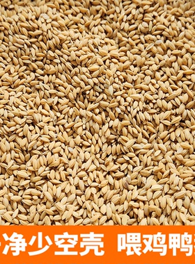 稻谷水稻带壳稻子粮食大米谷子喂鸡鸽粮喂鸽鸡鸭鹅鸟仓鼠宠物饲料