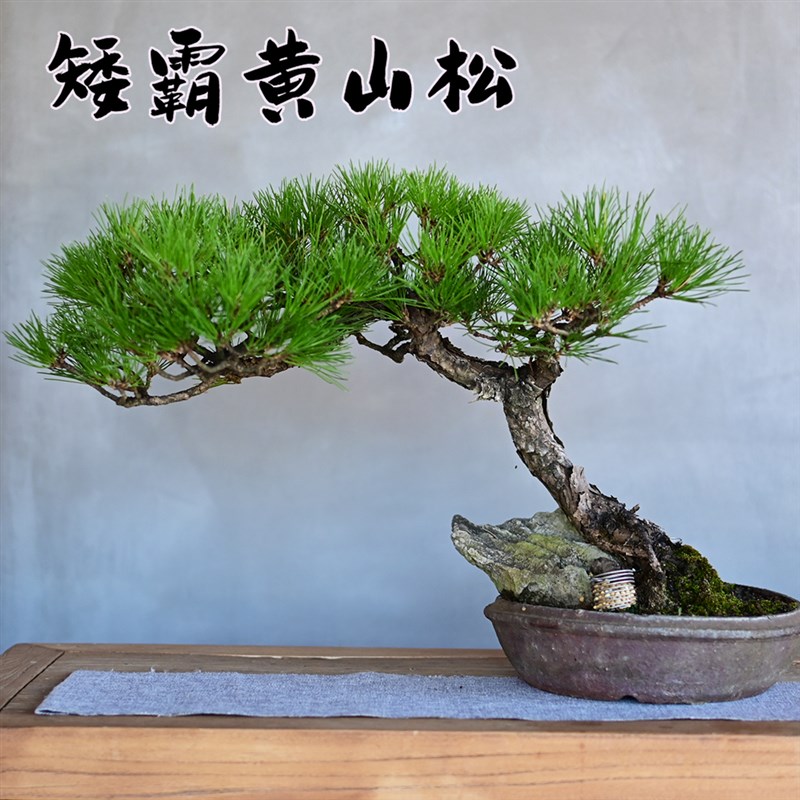 孤品矮霸黄山松盆景山采老桩一物一e拍精品松树中式盆栽送领导礼