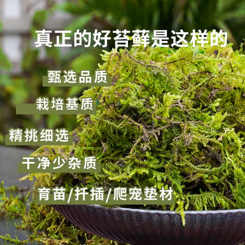 干苔藓青苔石斛兰花垫材透气保水