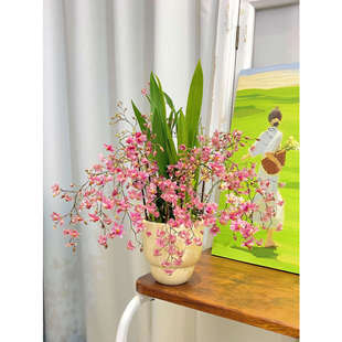 带花剑光宗粉文心兰圆锥底盆栽好发货粉色花带清香花卉阳台桌面摆