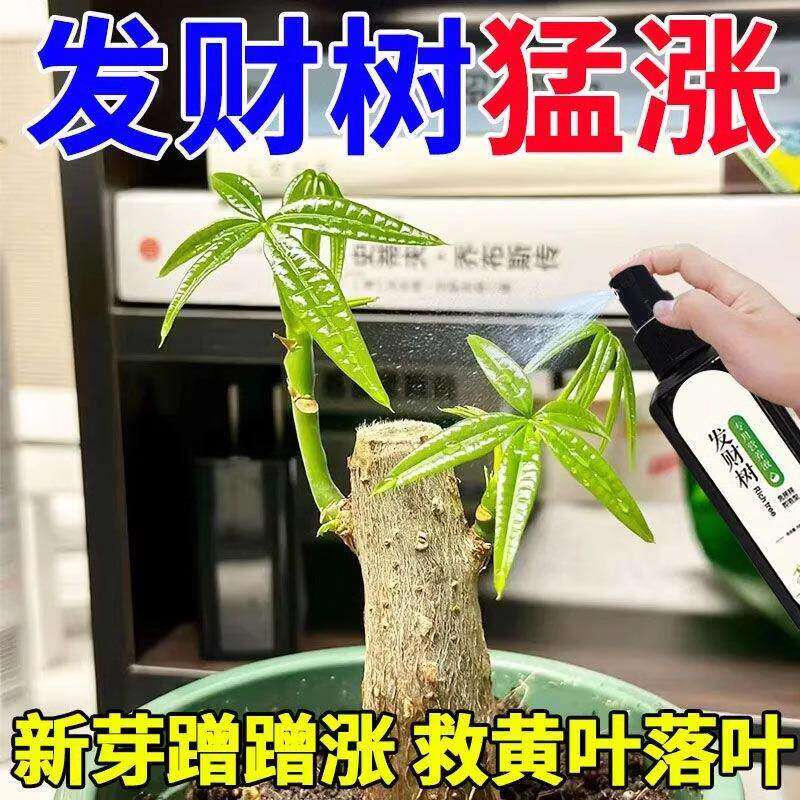 发财树专用营养液一喷绿生根