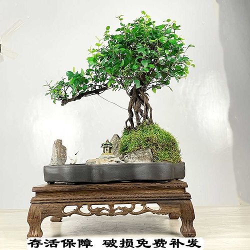 小叶雀梅盆栽树桩造型假山盆景植物老桩办公室内客厅W绿植桌面好