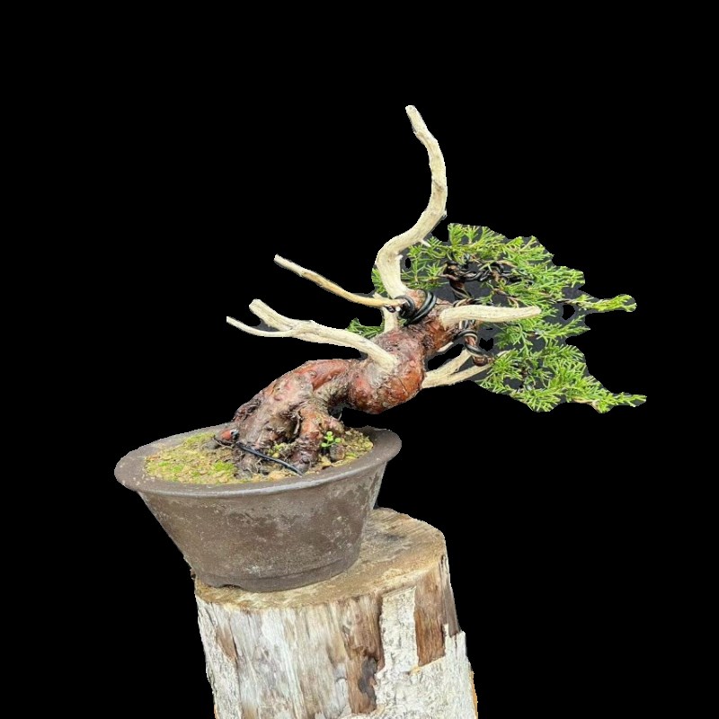 系鱼川真柏小品济m州真柏盆景宫阪八房黄金真柏阳台盆景一物一拍