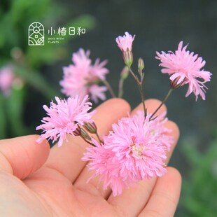 小椿日和 粉e花剪秋萝珍妮耐寒耐热易养殖花期长花量大庭院2加仑