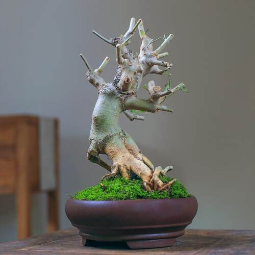 对节白蜡矮d霸老桩一物一拍坨坨桩造型盆景桌面绿植庭院阳台盆栽