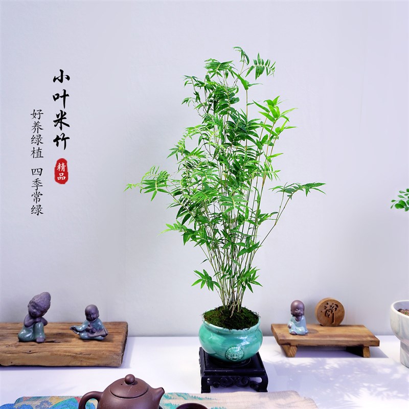 小叶米竹凤尾竹室内好养绿植微景观盆景国风盆栽客厅Y书房办公茶