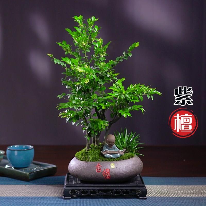 小叶紫檀黑骨茶盆景植物老桩盆栽办公室内M花卉绿植好养活四季常