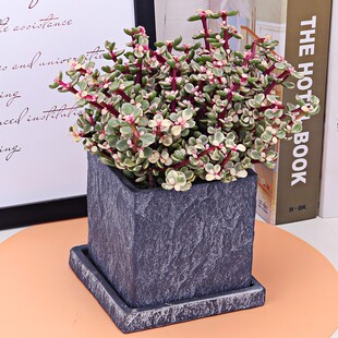 金枝玉叶多肉植物盆栽室内客厅花卉观花绿植雅乐之舞四Z季常青盆