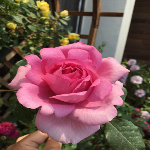 庞巴度玫瑰月季花l苗四季开花大花浓香灌木花卉阳台庭院盆栽勤花
