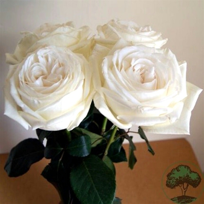 浓香珍妮莫罗月季花苗四季开特大花庭院阳台花Q卉植物易活玫瑰盆