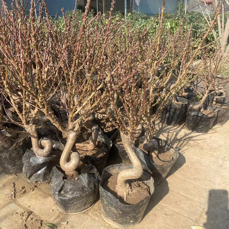 盆栽寿星苗桃花老桩S型观赏重瓣寿心带K花苞原土盆景耐寒阳台植物,鲜花速递/花卉仿真/绿植园艺,绣球/木绣球/木本植物,淘宝优惠券,粉丝福利购,淘宝优惠卷