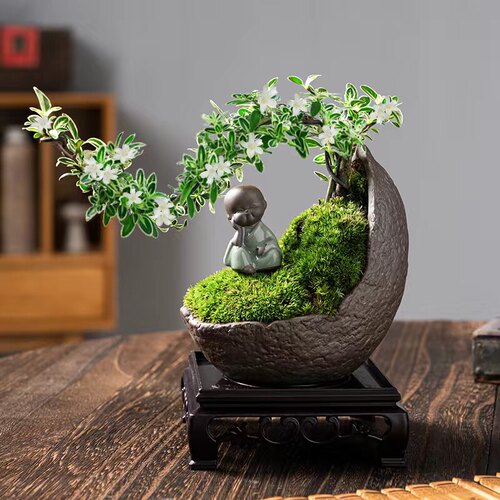 六月雪文竹客厅室内花盆植w物造型摆件中式茶室阳台绿植花卉盆栽