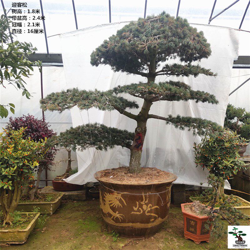 一物一拍 五针松盆景 造型四C季常青 好养耐寒绿植物 包邮