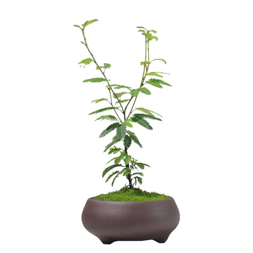 合欢花盆栽苗迷你桌面办公室绿植喜阴微景观盆景T室内好养花卉植