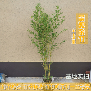 不修剪景观金竹绿竹紫竹苗带梢四季青植物庭院P竹子苗客厅阳台盆