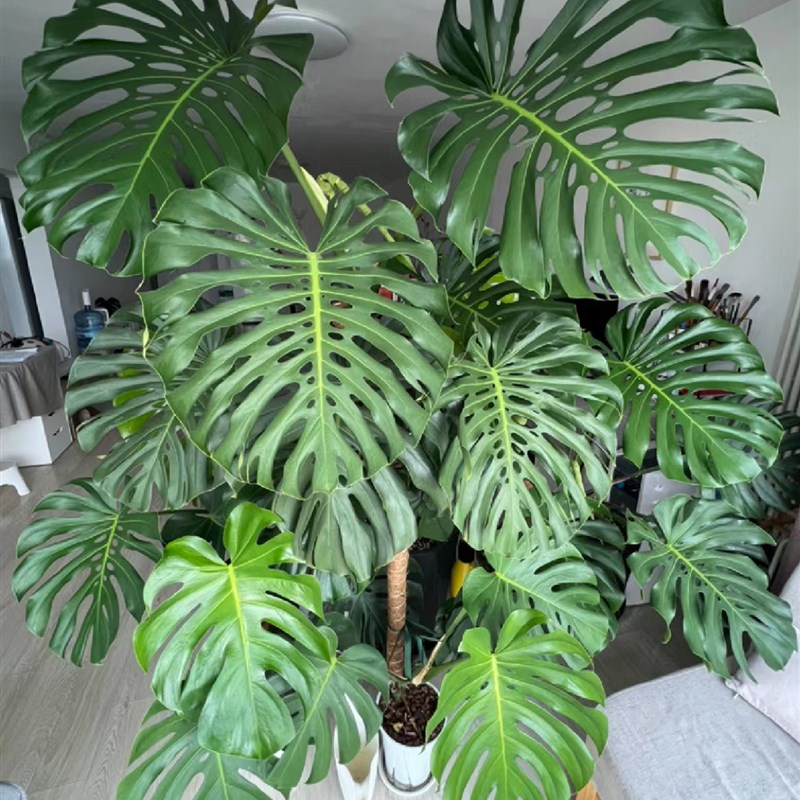 老桩龟背芋盆栽大型室内好养植物C客厅观叶绿植净化空气除甲醛花