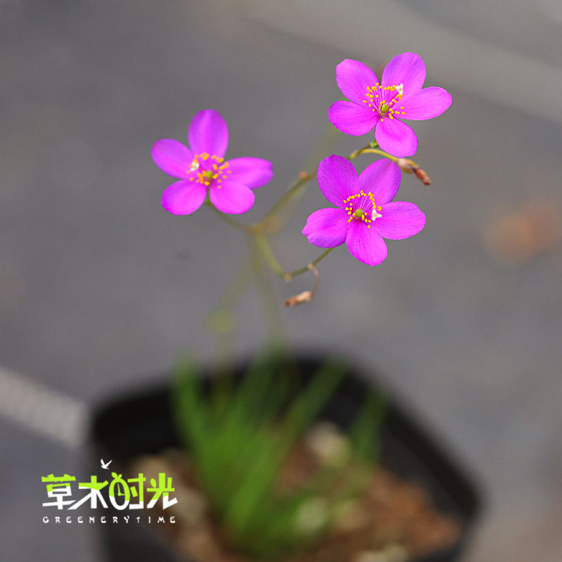 火焰花马齿苋科稀有n块根多肉植物夏季开花办公室阳台迷你盆栽花