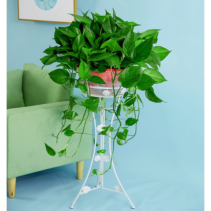 大盆绿萝盆栽大叶绿萝长藤吊w兰垂吊植物盆栽大盆客厅办公室吸甲