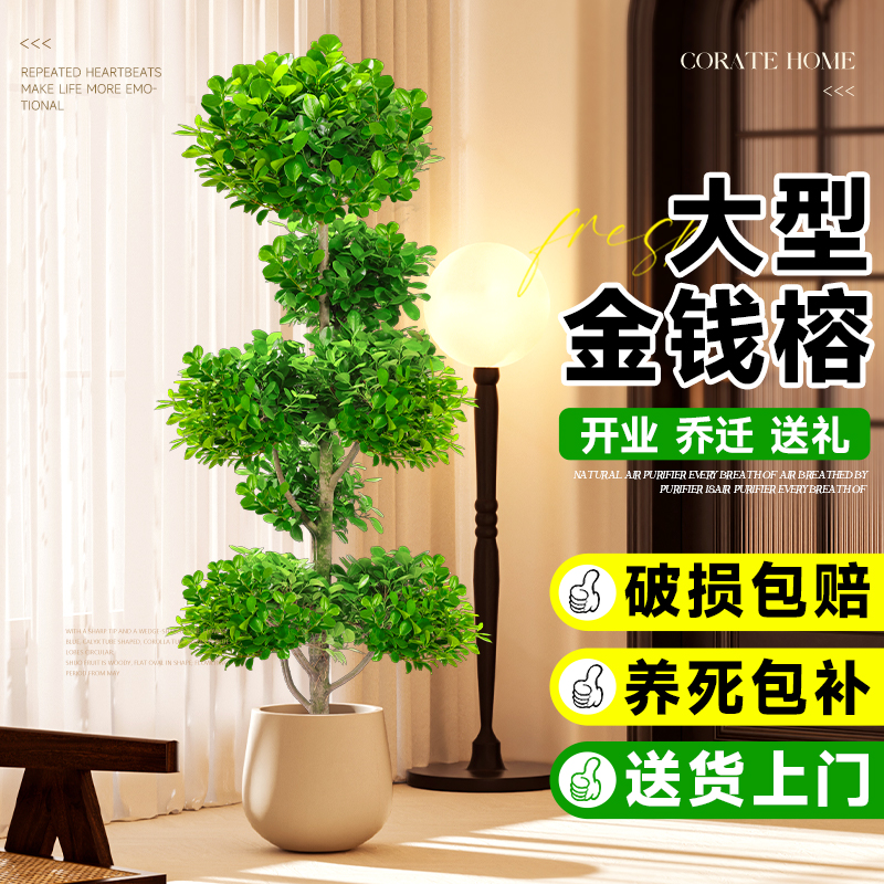 金钱榕大盆栽g室内客厅大型绿植摇钱树发财树四季常青落地榕树植