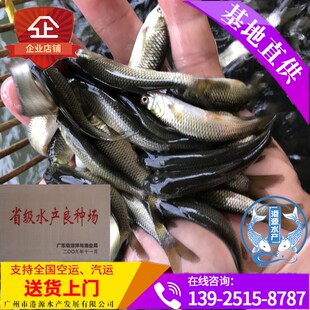 白鲢鱼苗,鳊鱼苗,四大家鱼鱼苗供应草鱼,青鱼,鳙鱼,白鲢