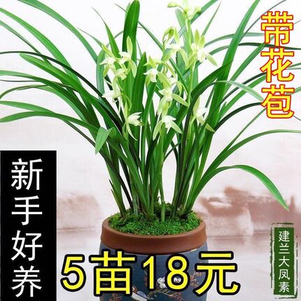 兰花草建兰四季兰龙岩素大凤素现带花苞出售室内花卉盆栽庭院植物