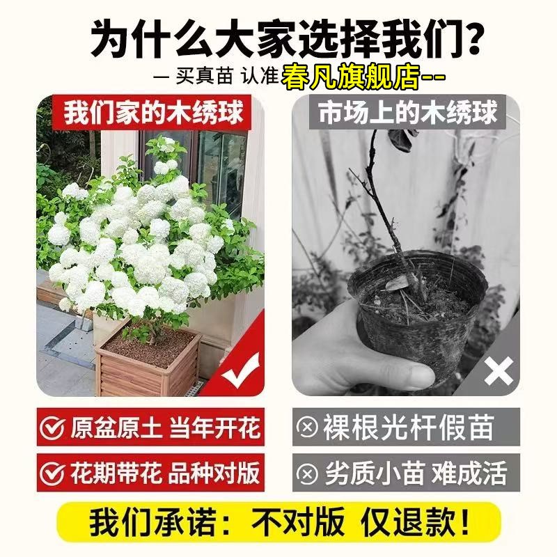 中华木绣球树苗大花斗球棒棒糖老桩欧洲木绣球玫瑰红蕾雪球绣球花